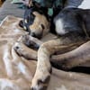 DORLIS * bezauberndes Hundemädchen
