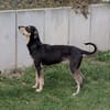 DORLIS * bezauberndes Hundemädchen