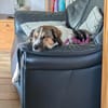 Freya - die anspruchsvolle Hündin für Aktive