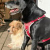 Blacky  - sooo liebevoll