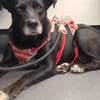 Blacky  - sooo liebevoll