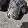 Blacky  - sooo liebevoll