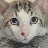 Lieber, sanfter Kater Pampam