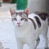 Lieber, sanfter Kater Pampam