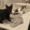 Soziale Katzengeschwister Merlin und Miel