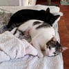 Soziale Katzengeschwister Merlin und Miel