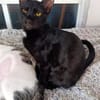Soziale Katzengeschwister Merlin und Miel