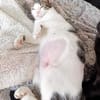 Soziale Katzengeschwister Merlin und Miel