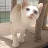 Menschenbezogener, junger Kater Blanco