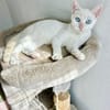 Menschenbezogener, junger Kater Blanco