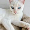 Menschenbezogener, junger Kater Blanco