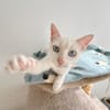 Menschenbezogener, junger Kater Blanco