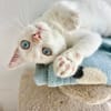 Menschenbezogener, junger Kater Blanco