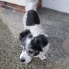 Paula früher Zensi sucht ein neues Zuhause!