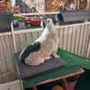 Paula früher Zensi sucht ein neues Zuhause!