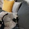 Paula früher Zensi sucht ein neues Zuhause!