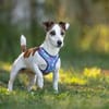 CASSIE brave und lustige Jack Rassel Terrier Hündin)