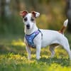 CASSIE brave und lustige Jack Rassel Terrier Hündin)