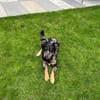 Pancho, kleines Steh-auf-Fellnäschen