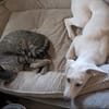 Lumos - junger Herzenshund such sein Für-Immer-Zuhause