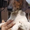 KELLY sucht eine neue Familie!