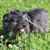 🐶Kleine Herzenshündin Harley🐶