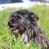 🐶Kleine Herzenshündin Harley🐶