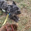 🐶Kleine Herzenshündin Harley🐶