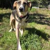 Valentin sucht erfahrene Menschen + Hundekumpel