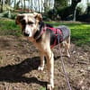 Valentin sucht erfahrene Menschen + Hundekumpel