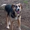 Valentin sucht erfahrene Menschen + Hundekumpel