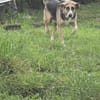 Valentin sucht erfahrene Menschen + Hundekumpel
