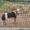 Tris, ruhig und liebevoll wartet er auf dich