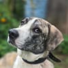 Juli Herdenschutzhund Mischling sucht liebevolles Zuhause!
