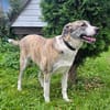 Juli Herdenschutzhund Mischling sucht liebevolles Zuhause!