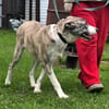 Juli Herdenschutzhund Mischling sucht liebevolles Zuhause!