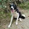 Shelly - eine treue und aktive Begleiterin