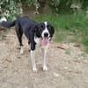 Shelly - eine treue und aktive Begleiterin
