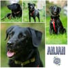 ANJAN * LabbiMix mit Format und in lackschwarz