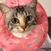 TUTTI FRUTTI