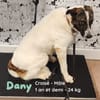 DANY