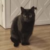 Tala
