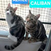 AZRIEL ET CALIBAN À ADOPTER ENSEMBLE