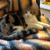 AZRIEL ET CALIBAN À ADOPTER ENSEMBLE