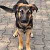 Bruno  ein wunderschöner Deutscher Schäferhund-Mix sucht se
