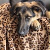 Bruno  ein wunderschöner Deutscher Schäferhund-Mix sucht se