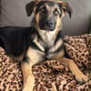 Bruno  ein wunderschöner Deutscher Schäferhund-Mix sucht se