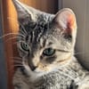 Lilly - eine kleine Löwenmama sucht ihr Zuhause
