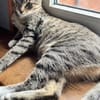 Lilly - eine kleine Löwenmama sucht ihr Zuhause