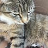 Lilly - eine kleine Löwenmama sucht ihr Zuhause